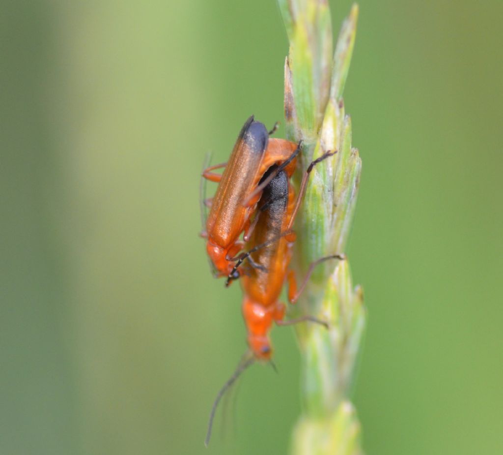 Cantharidae: Rhagonycha fulva